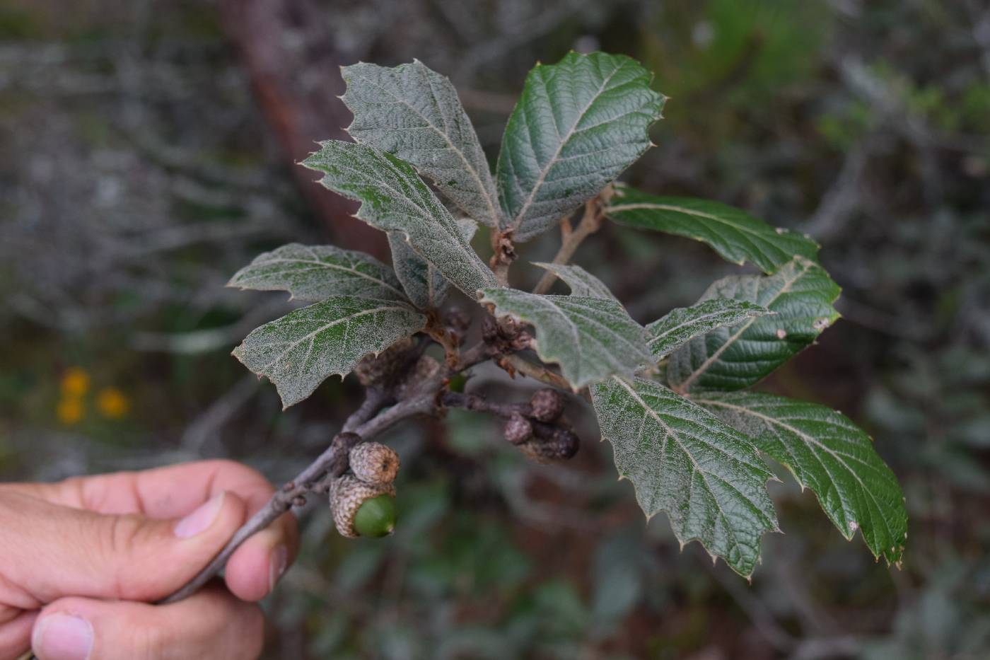 Quercus crassifolia image