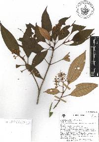 Miconia fulvostellata image