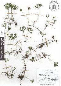 Elaphoglossum peltatum image