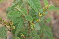 Waltheria indica image