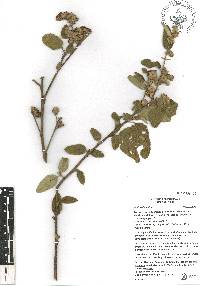 Waltheria indica image