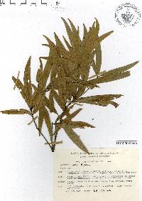 Image of Quercus mulleri