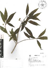 Lippia myriocephala image