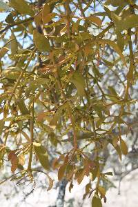 Phoradendron lanceolatum image