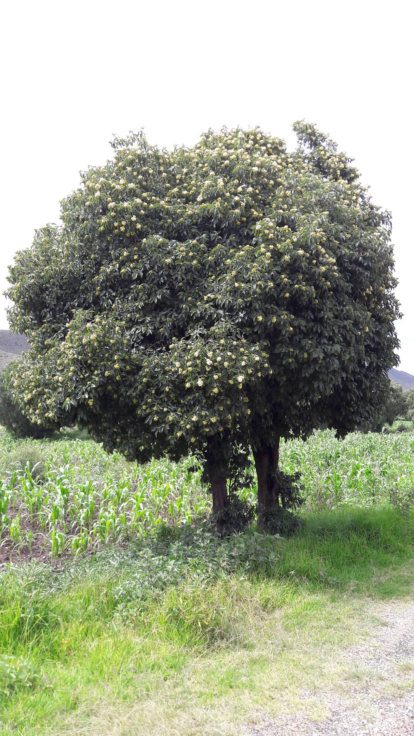 Ehretia latifolia image