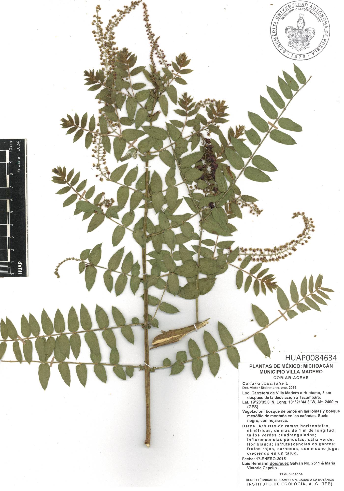 Coriaria ruscifolia image