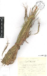 Trachypogon spicatus image