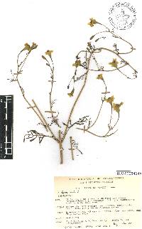 Tagetes erecta image