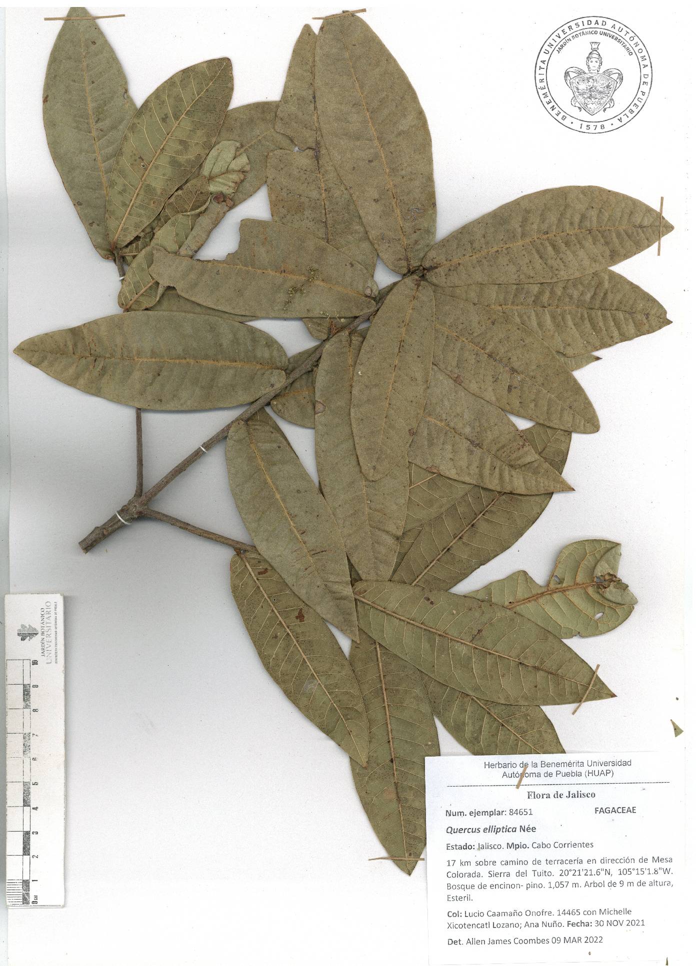 Quercus elliptica image