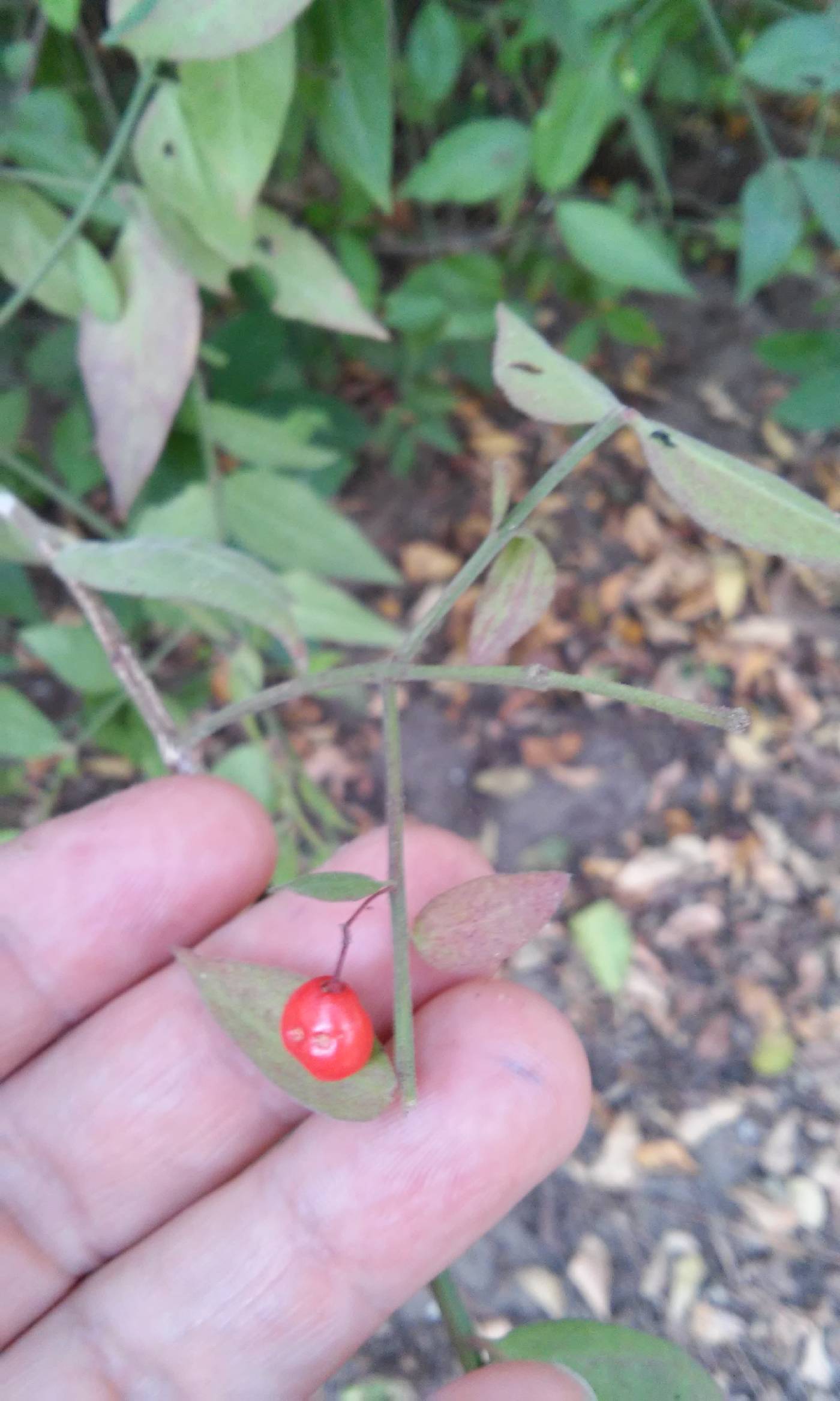 Crossopetalum uragoga image