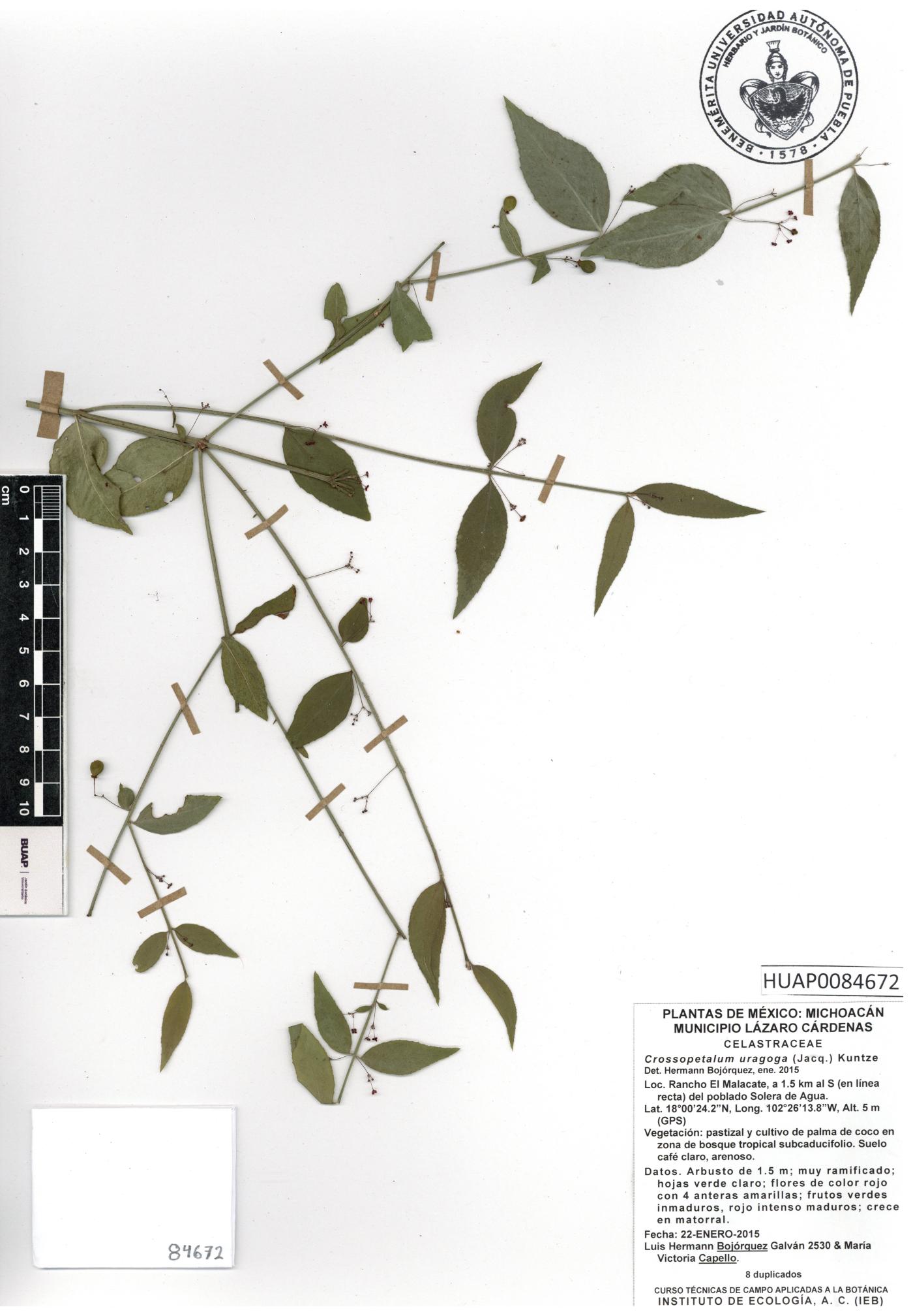 Crossopetalum uragoga image