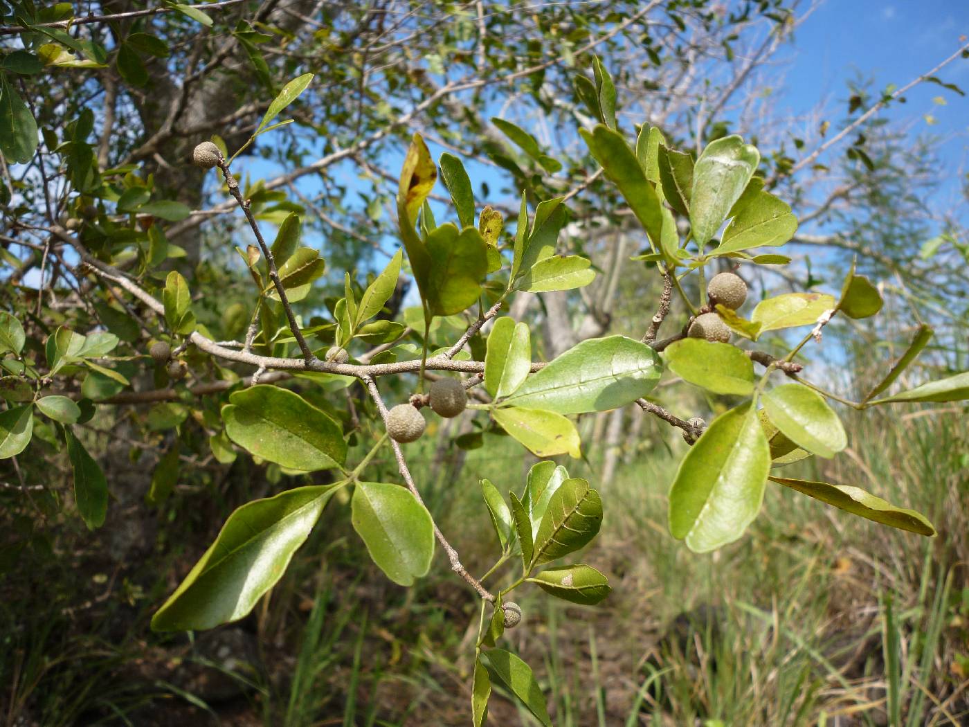 Trichilia trifolia subsp. trifolia image