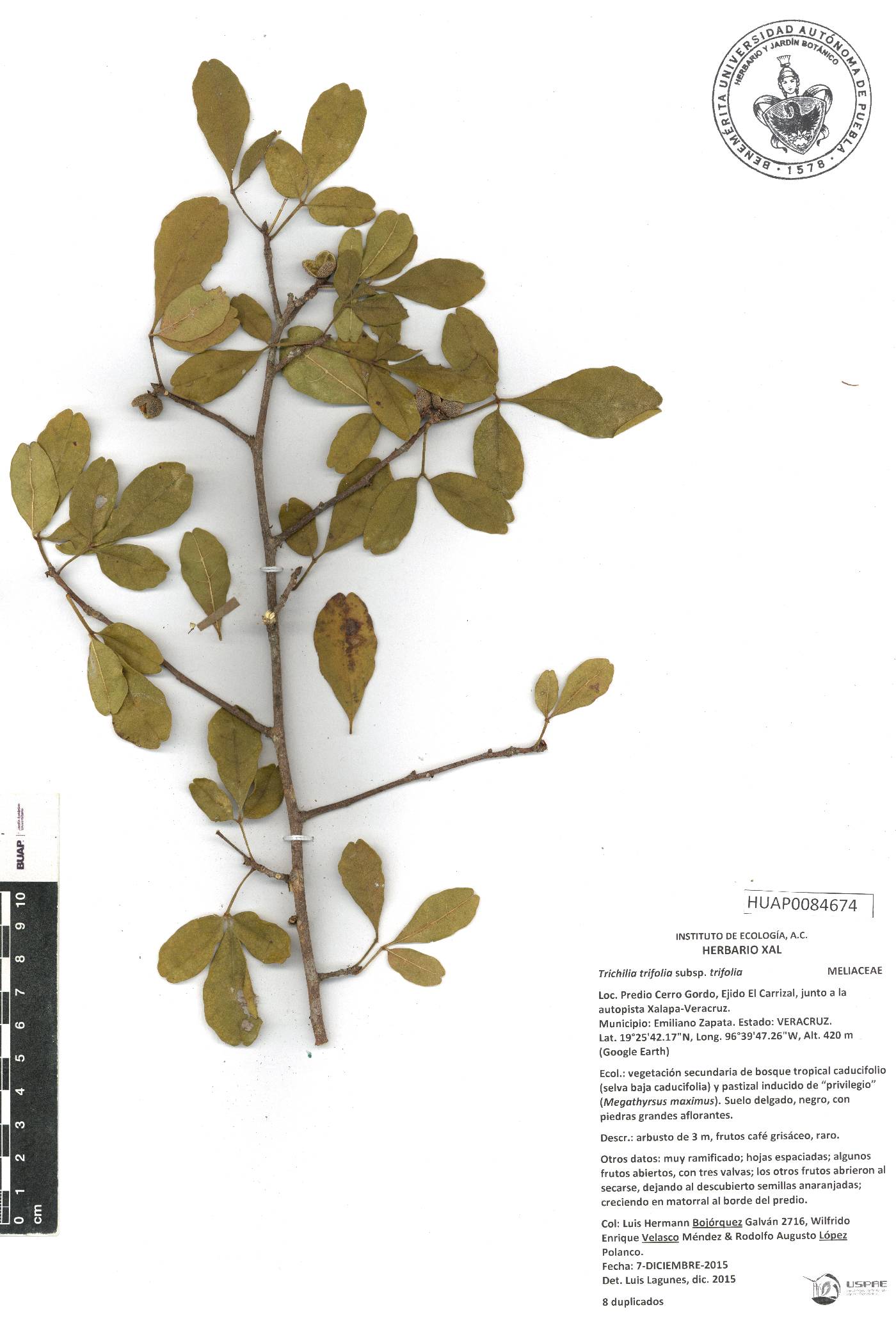 Trichilia trifolia subsp. trifolia image
