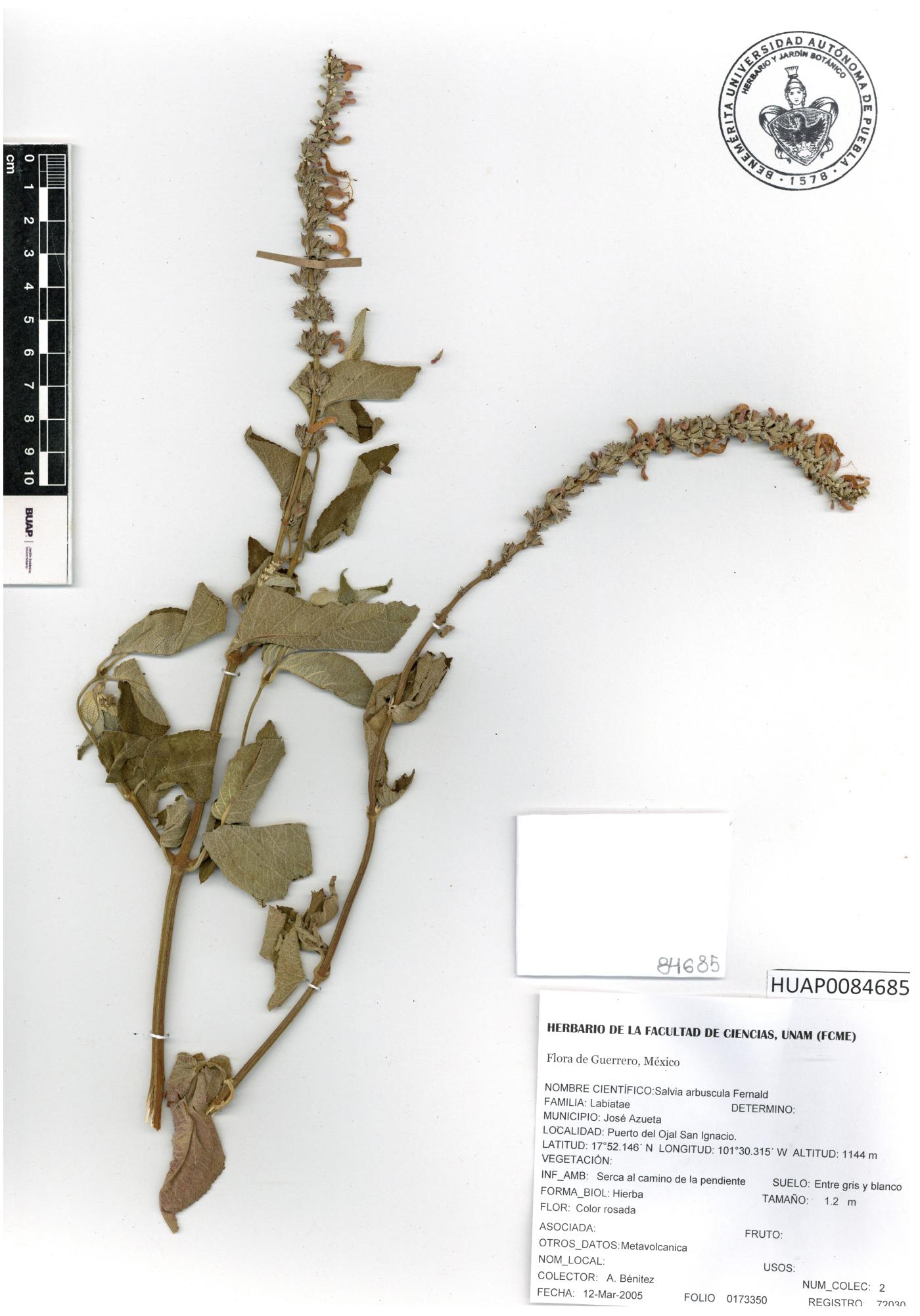 Salvia arbuscula image