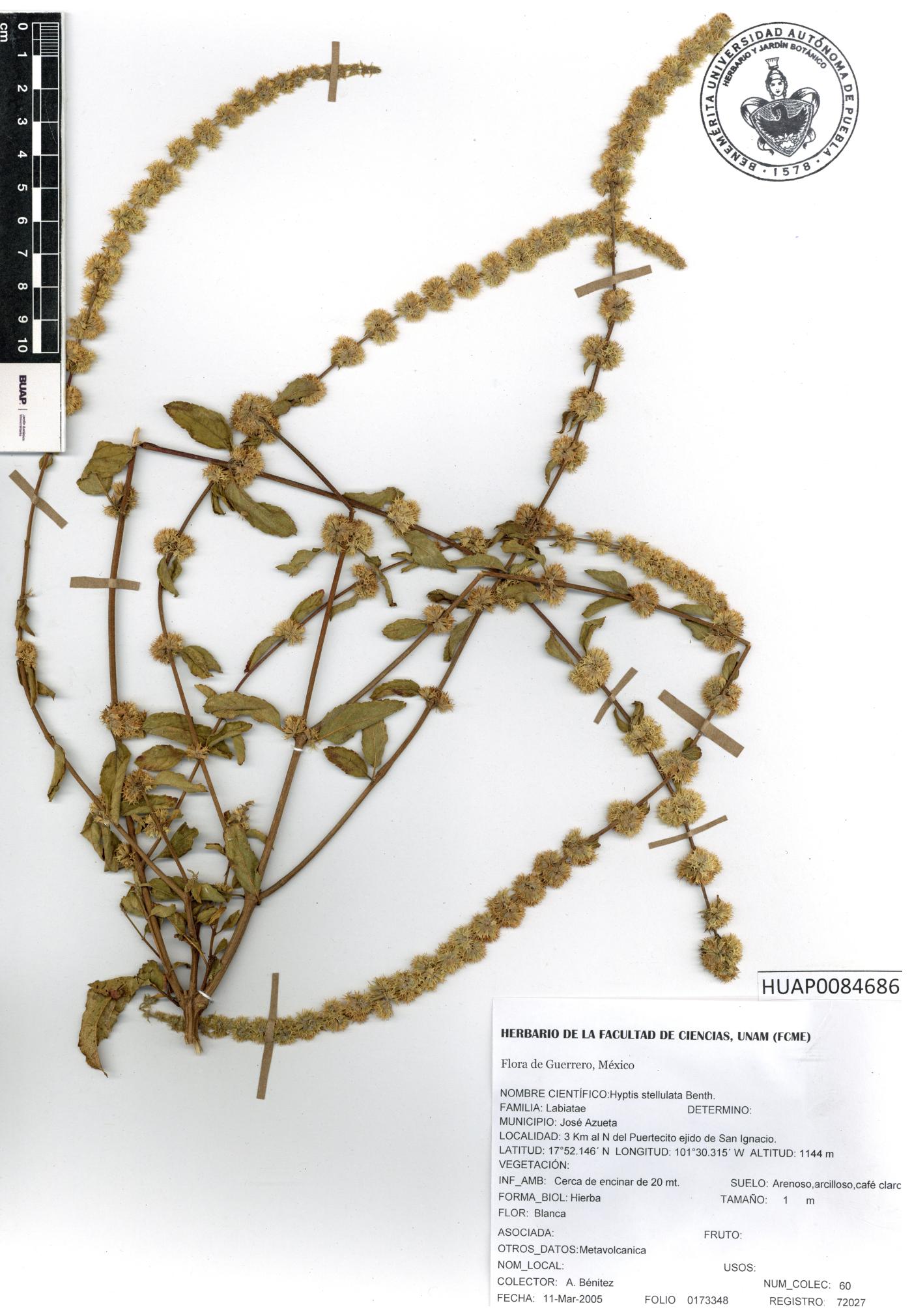 Asterohyptis stellulata image