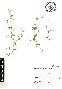 Galium uncinulatum image