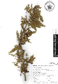 Bursera bipinnata image