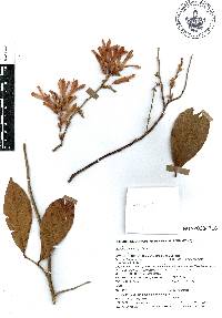Ruprechtia standleyana image