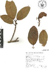 Ficus crocata image