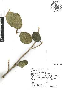 Ficus cotinifolia image