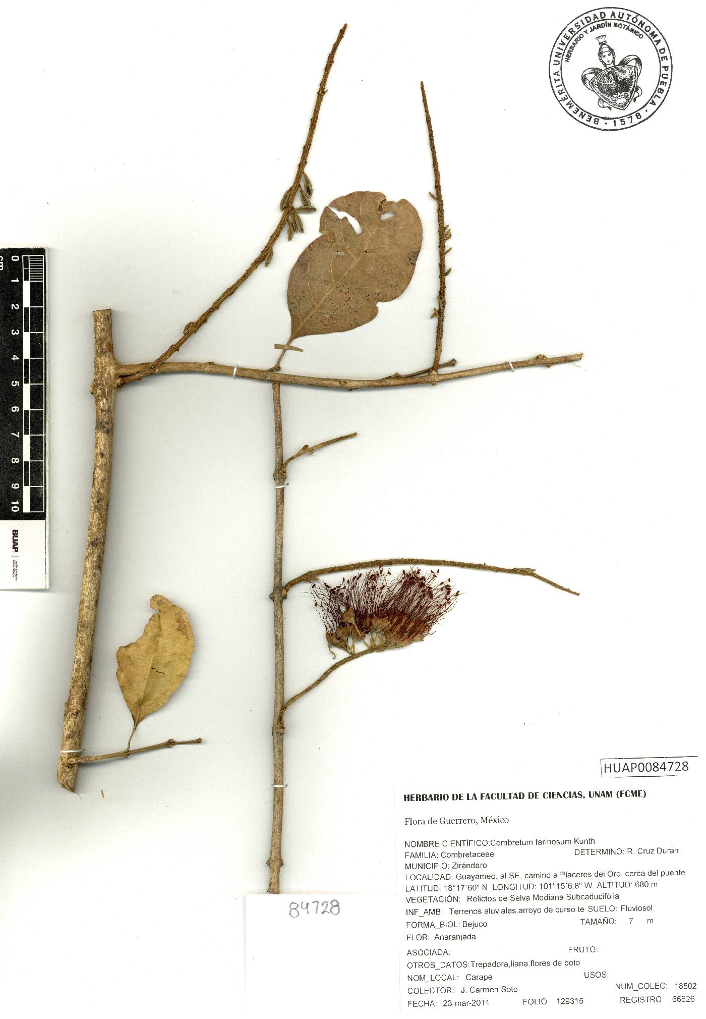 Combretum farinosum image