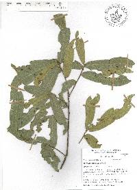 Quercus iltisii image