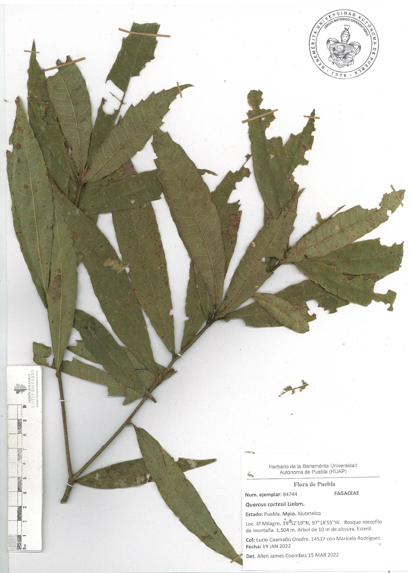 Quercus cortesii image