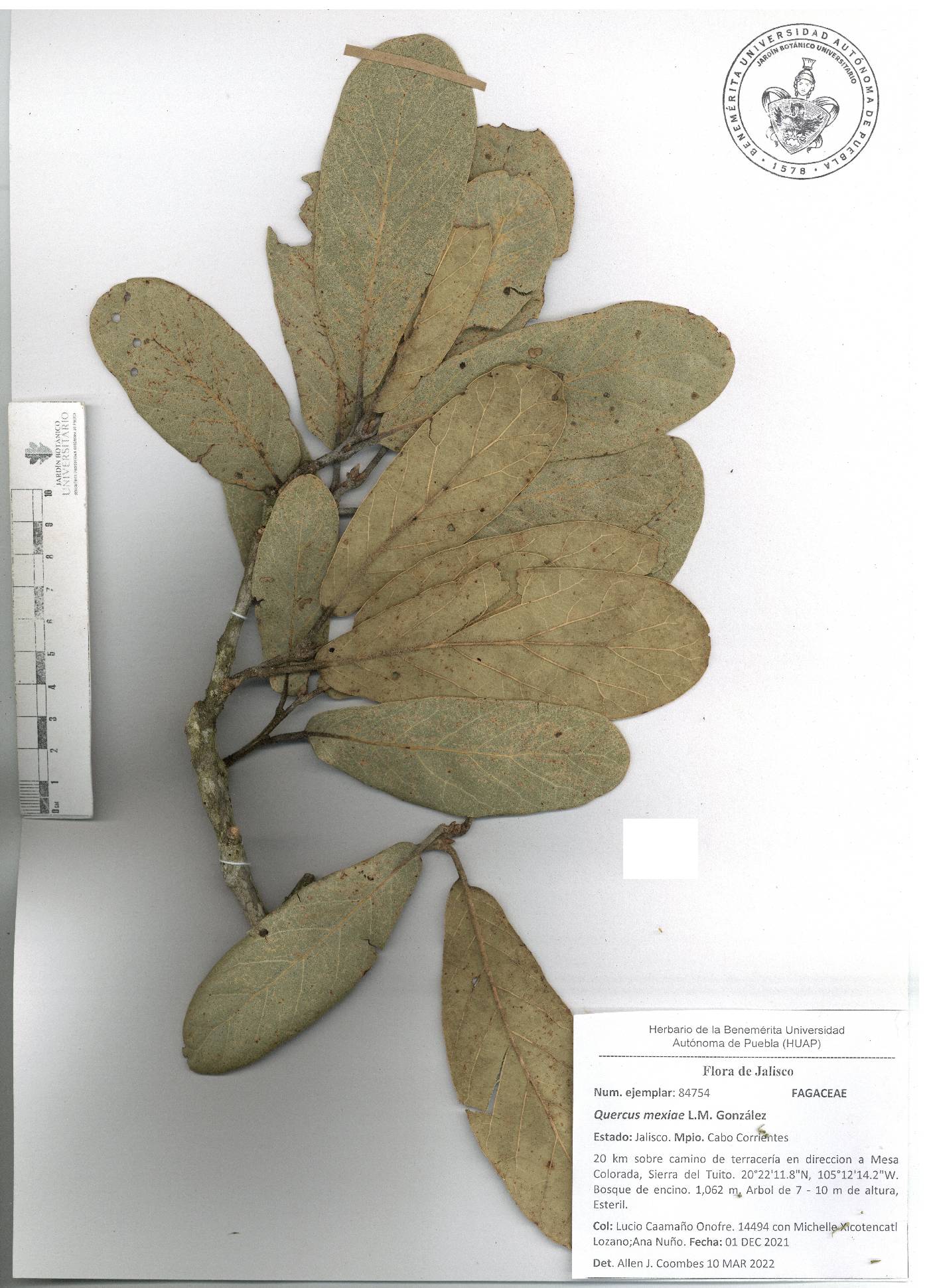 Quercus mexiae image