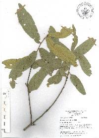 Quercus iltisii image