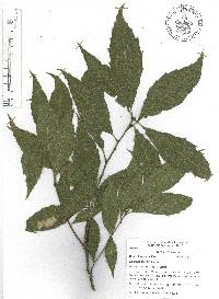 Quercus sartorii image