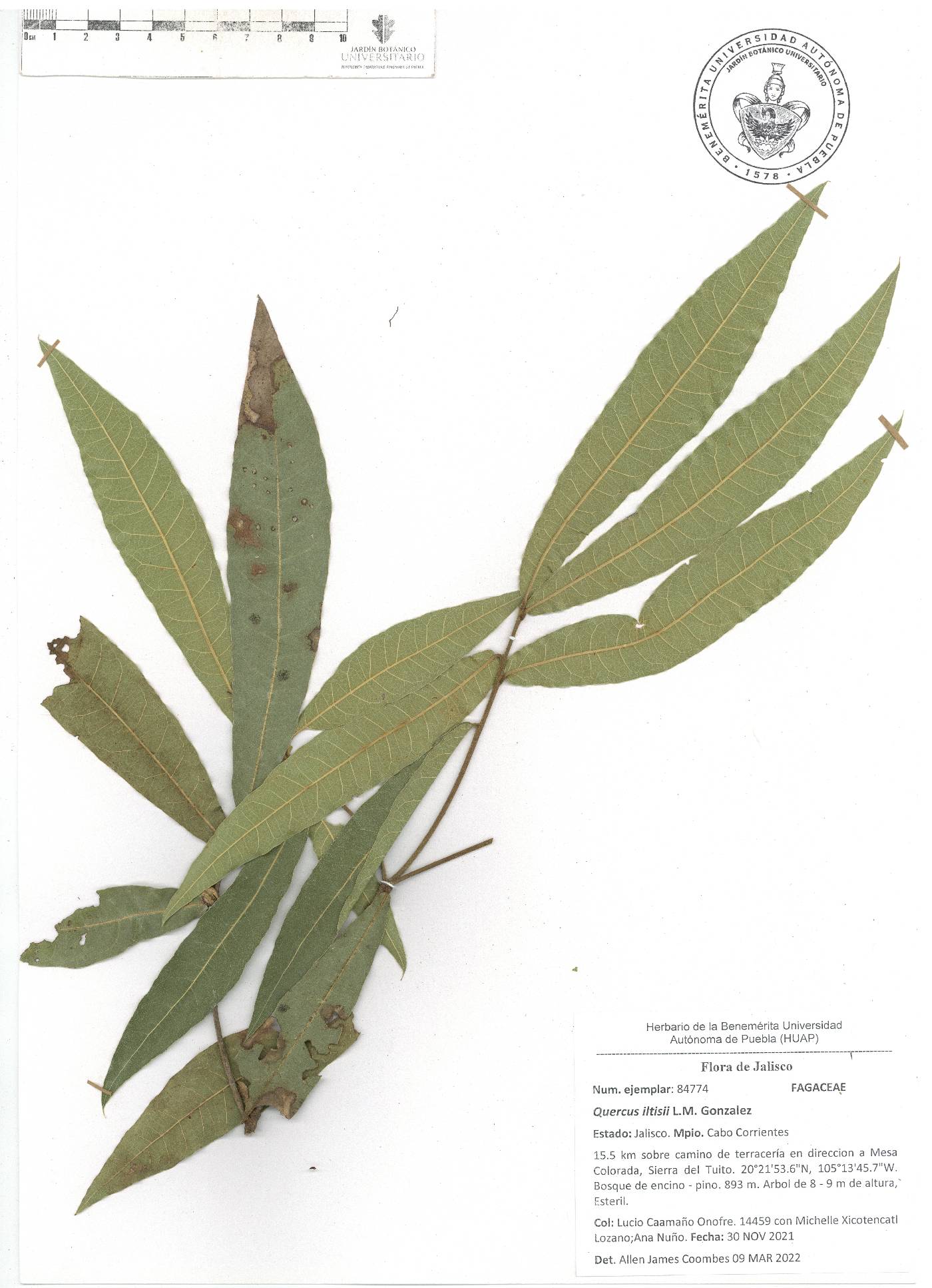 Quercus iltisii image