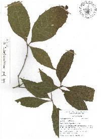 Quercus sartorii image