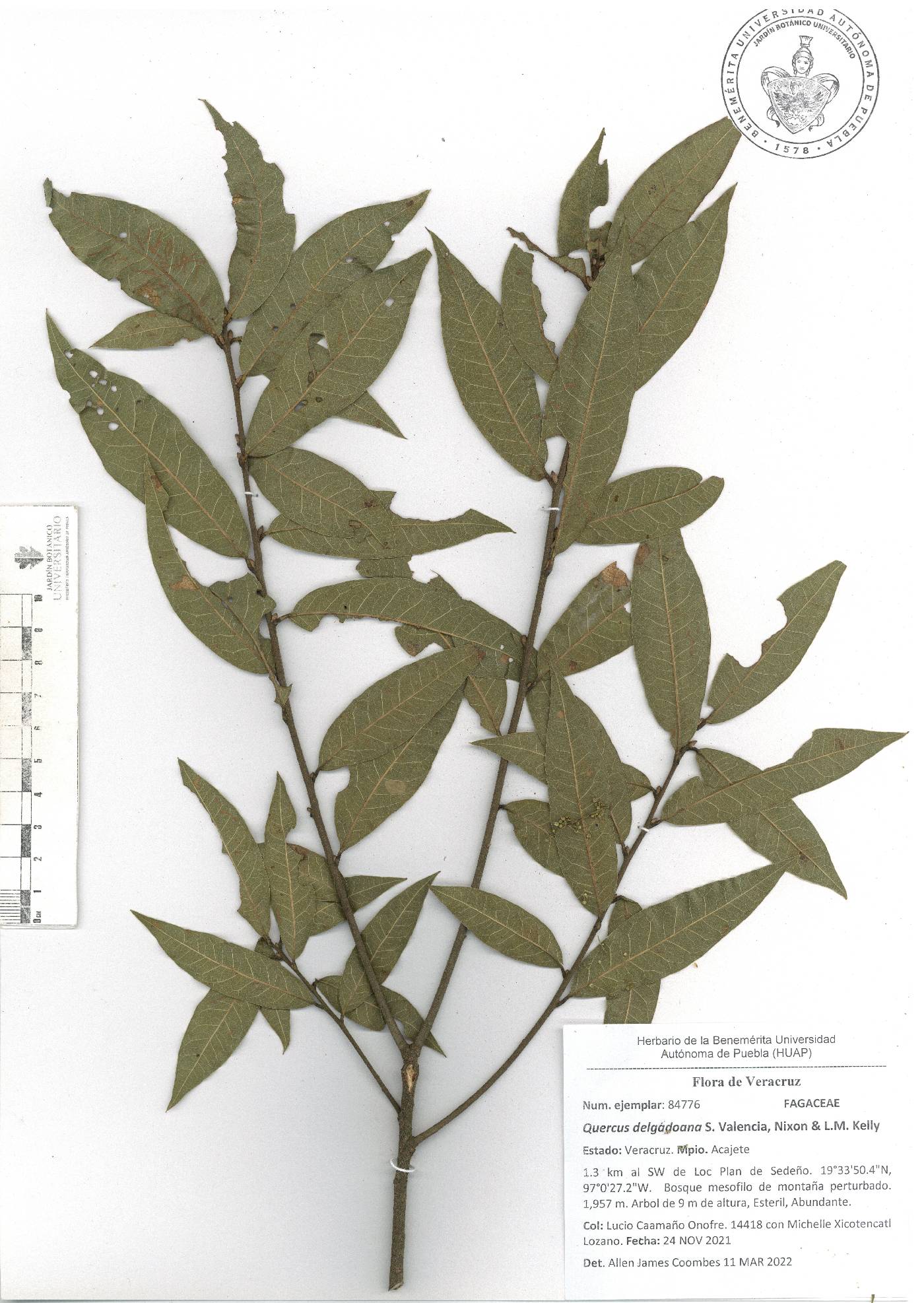 Quercus delgadoana image