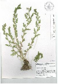 Selaginella stenophylla image