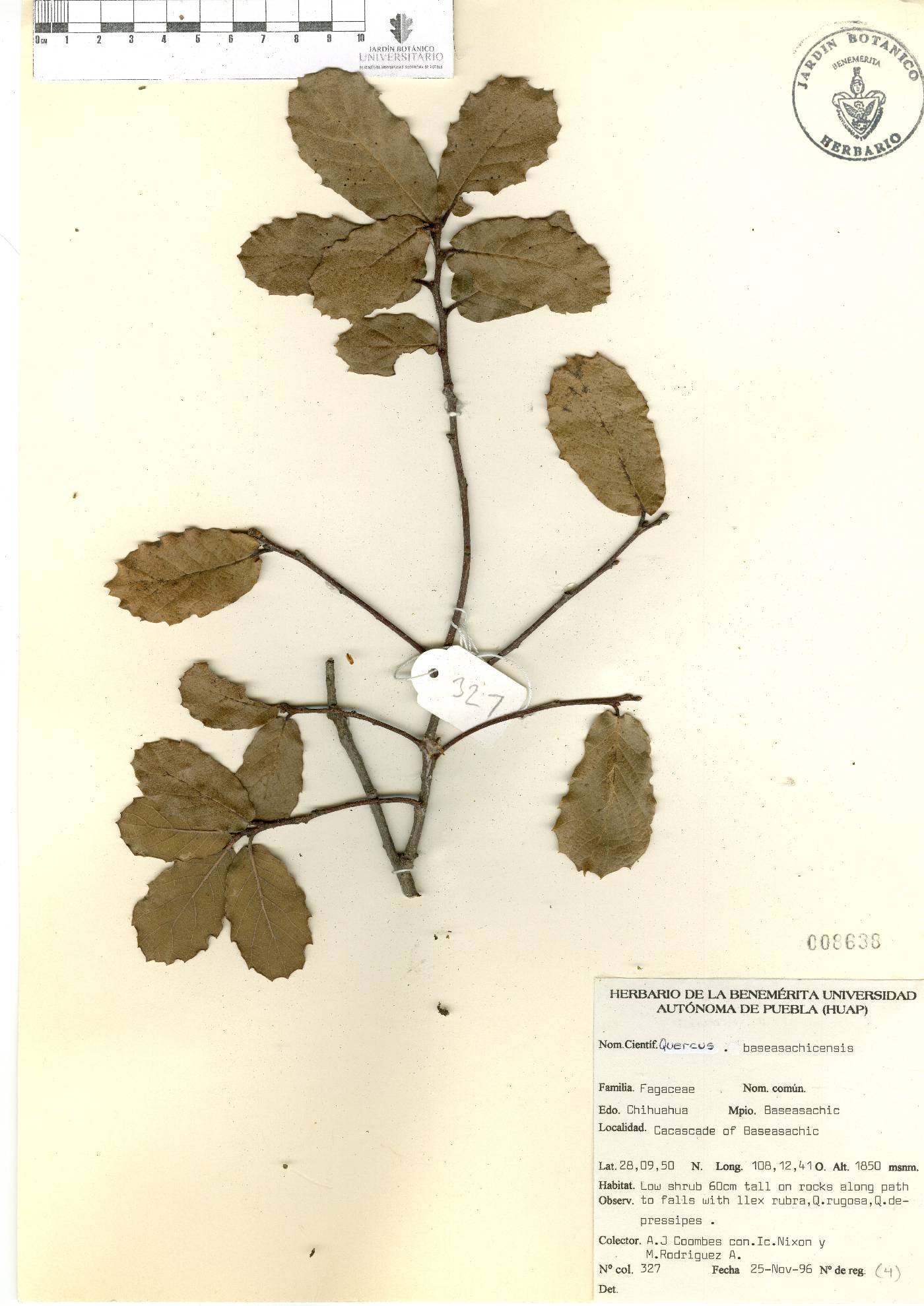 Quercus x basaseachicensis image