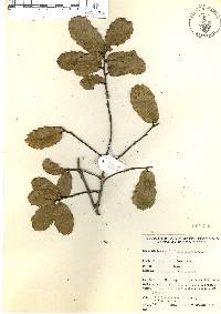 Quercus basaseachicensis image