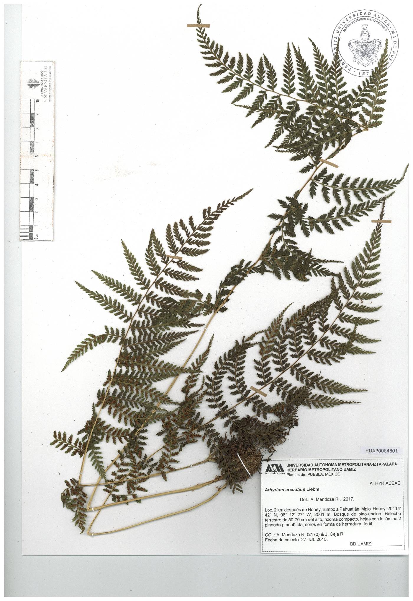 Athyrium arcuatum image