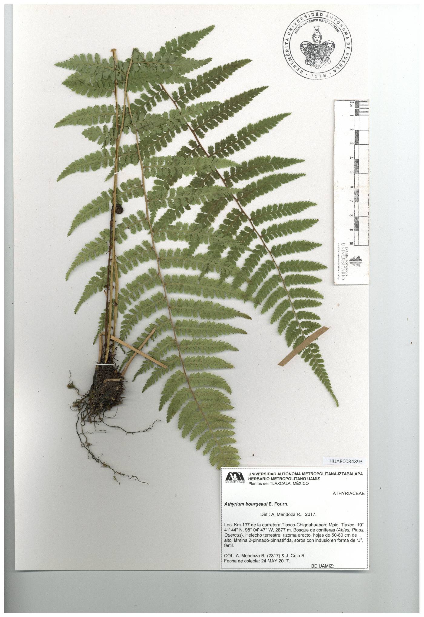 Athyrium bourgaei image