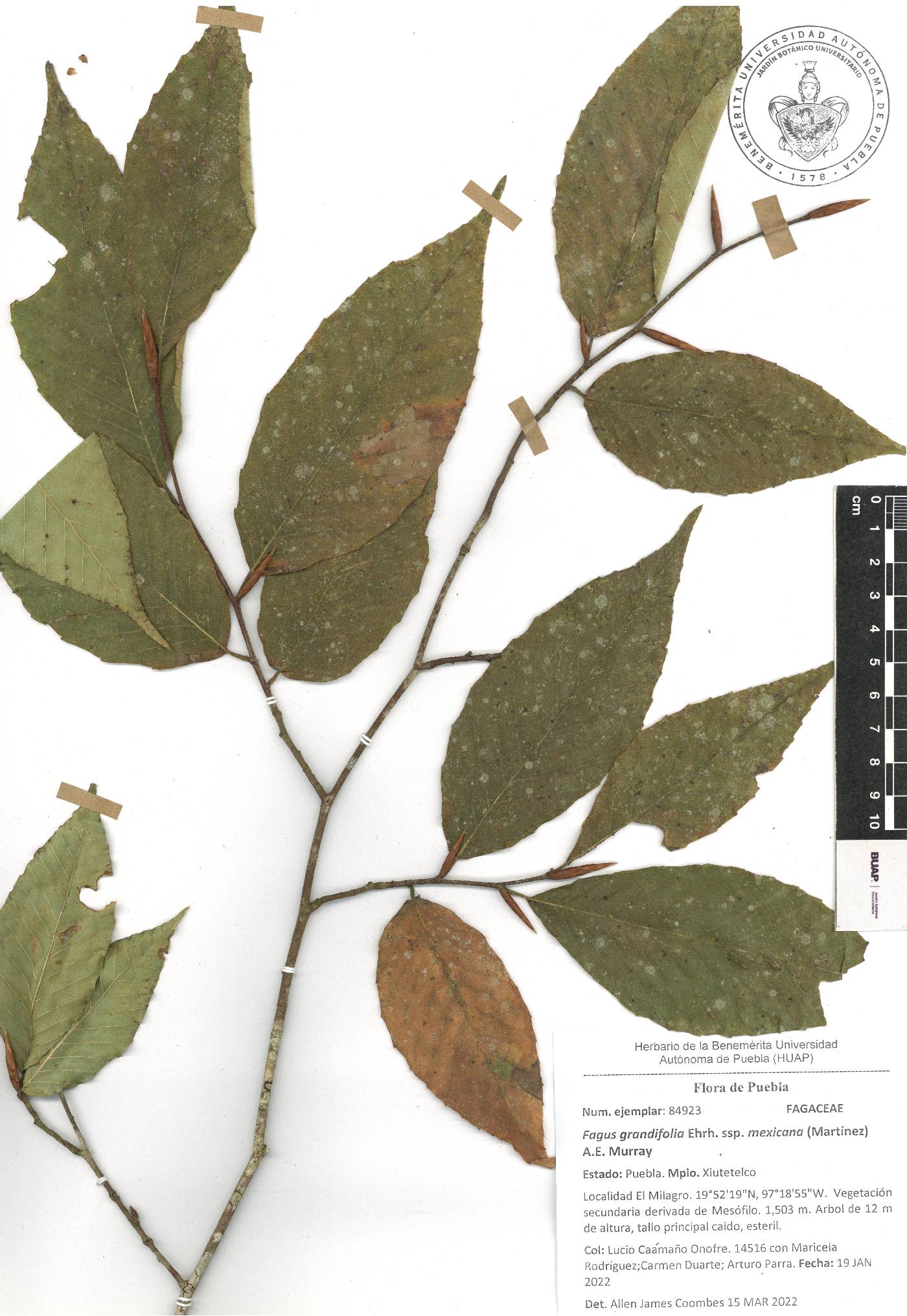 Fagus grandifolia subsp. mexicana image