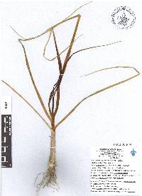Allium sativum image