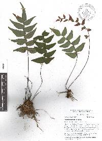 Adiantum petiolatum image