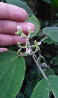 Miconia secunmexicana image