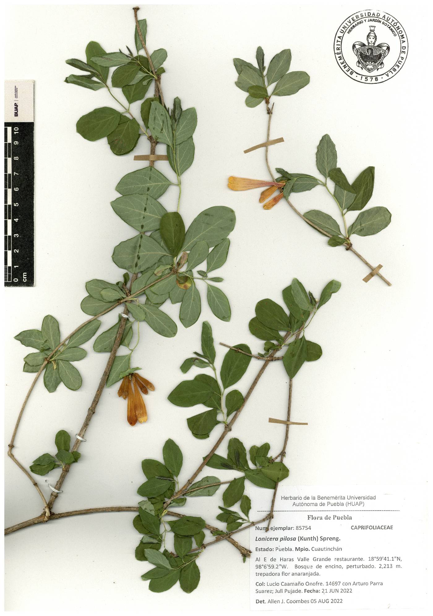 Lonicera pilosa image