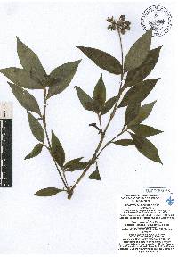 Tinantia erecta image