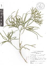 Diphasiastrum thyoides image