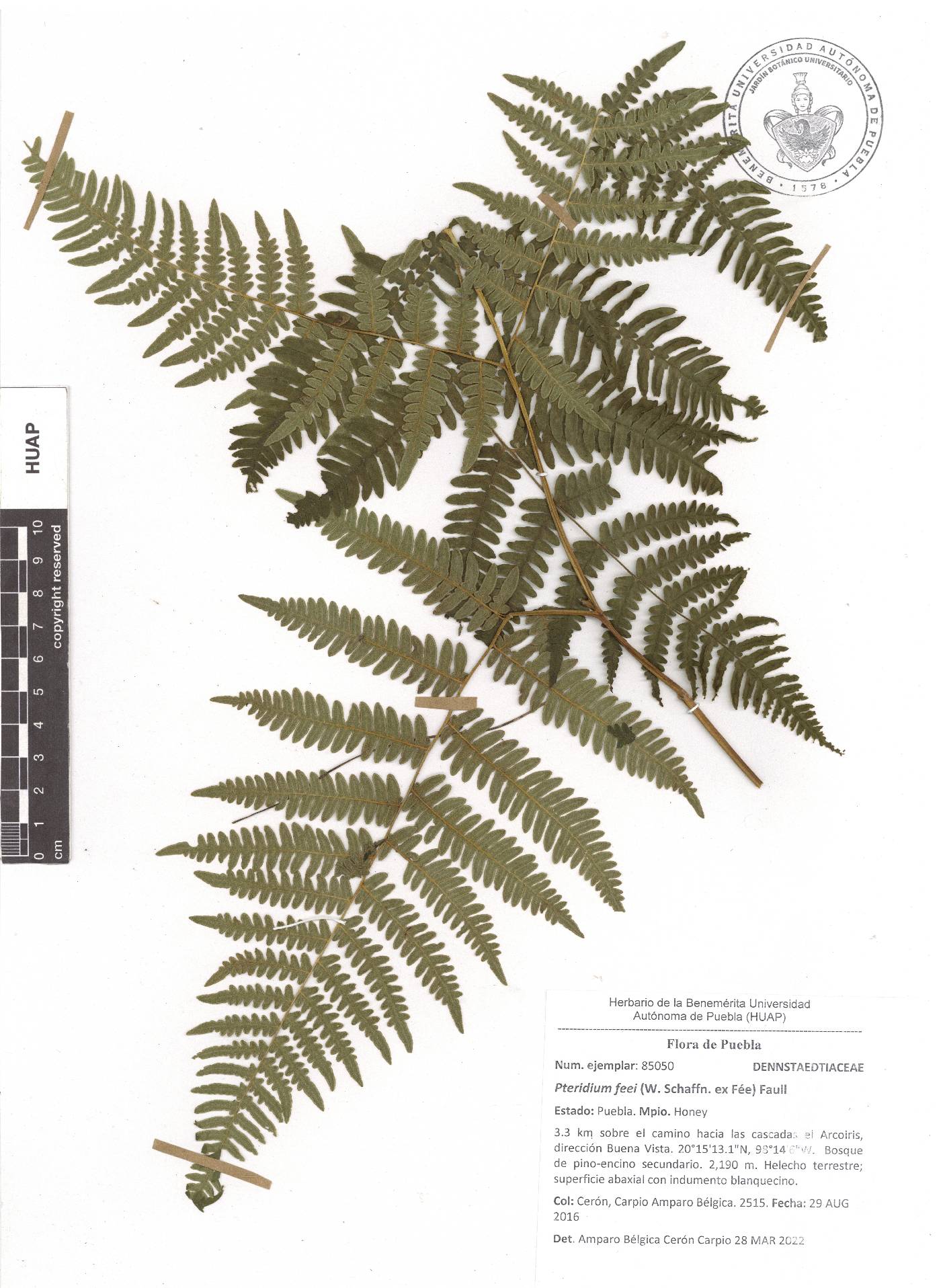 Pteridium feei image