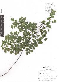 Adiantum poiretii image