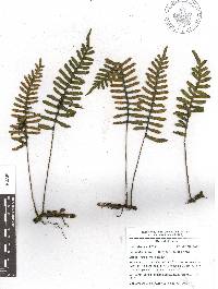 Pleopeltis madrensis image