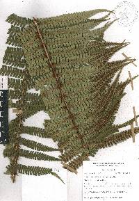 Dryopteris wallichiana image