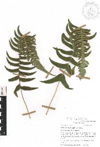 Blechnum appendiculatum image